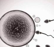 高龄女性做试管婴儿促排卵期间都有哪些注意事项